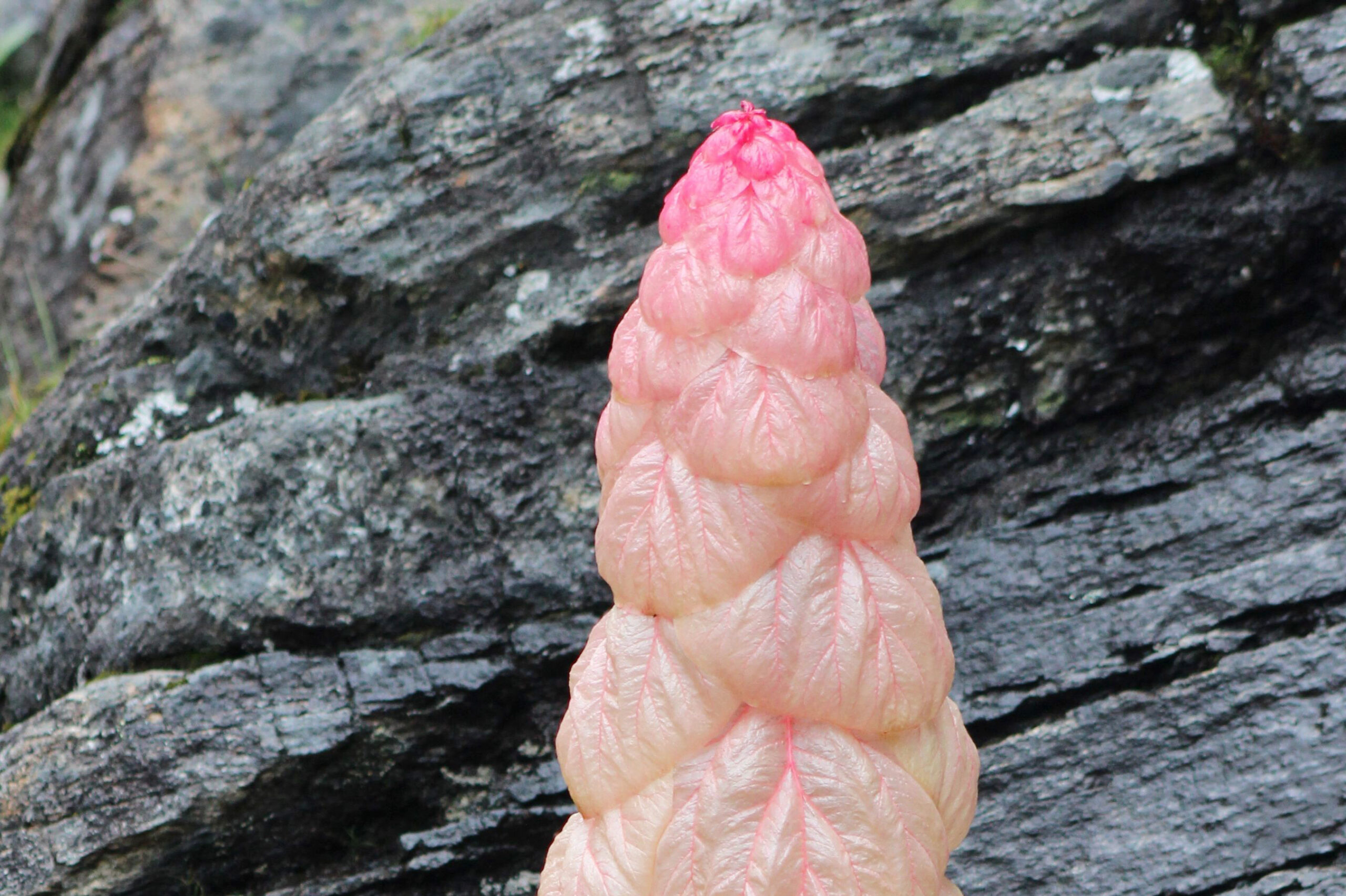 Sikkim Sundari: The Himalayan Plant That Blooms Once and Dies