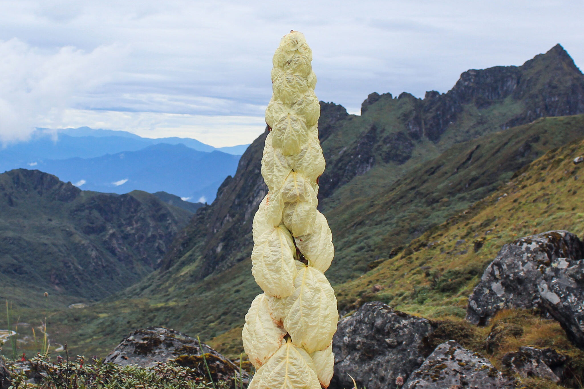 Sikkim Sundari Explained: Why This Rare Himalayan Plant Is So Unique